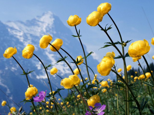 Alpine Flowers 3163