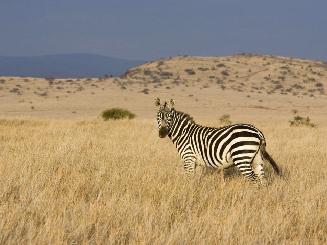 Animals Beasts African Zebra 015740