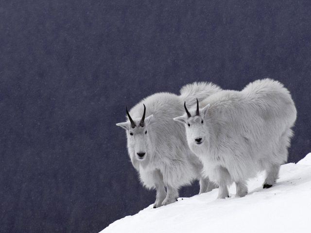 Animals Beasts Mountain Goats 015741