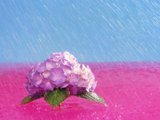 April Showers Bring Flowers Hydrangea