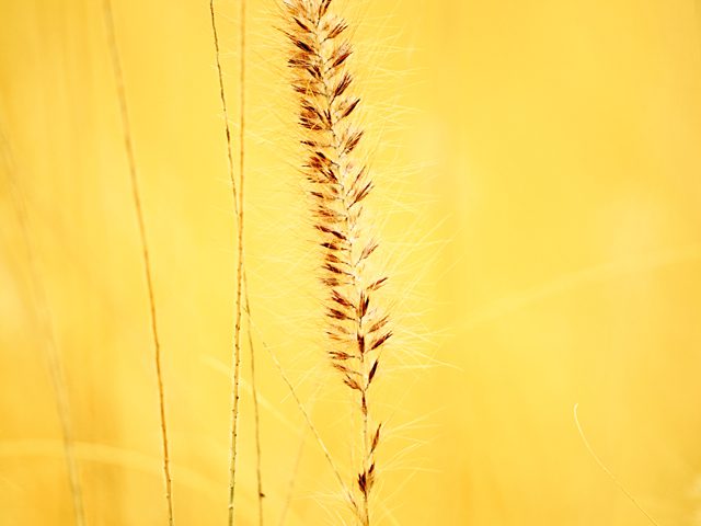 Grain 12478