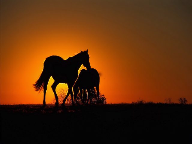 Horses Silhouettted