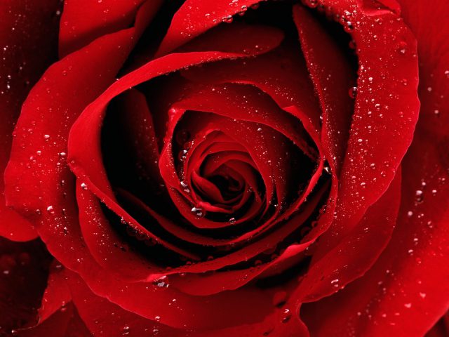 Red Rose 3159