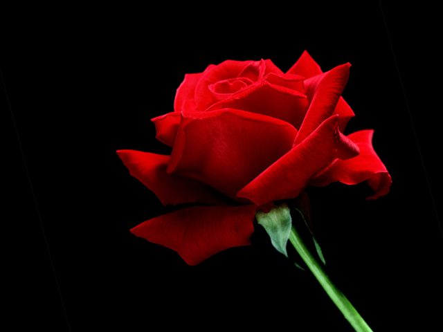 Single Red Rose 3160
