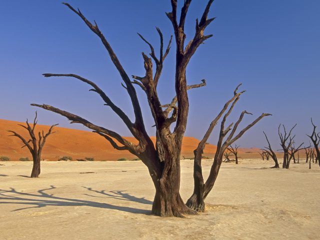 Dead Vlei Tree