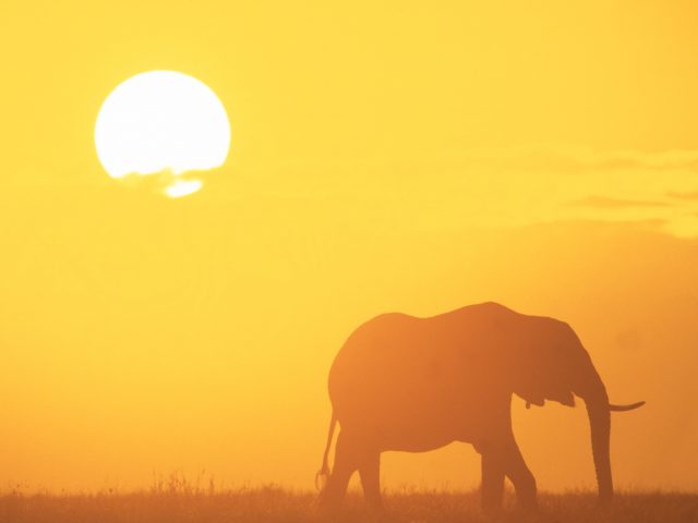 Elephant In The Sunrise